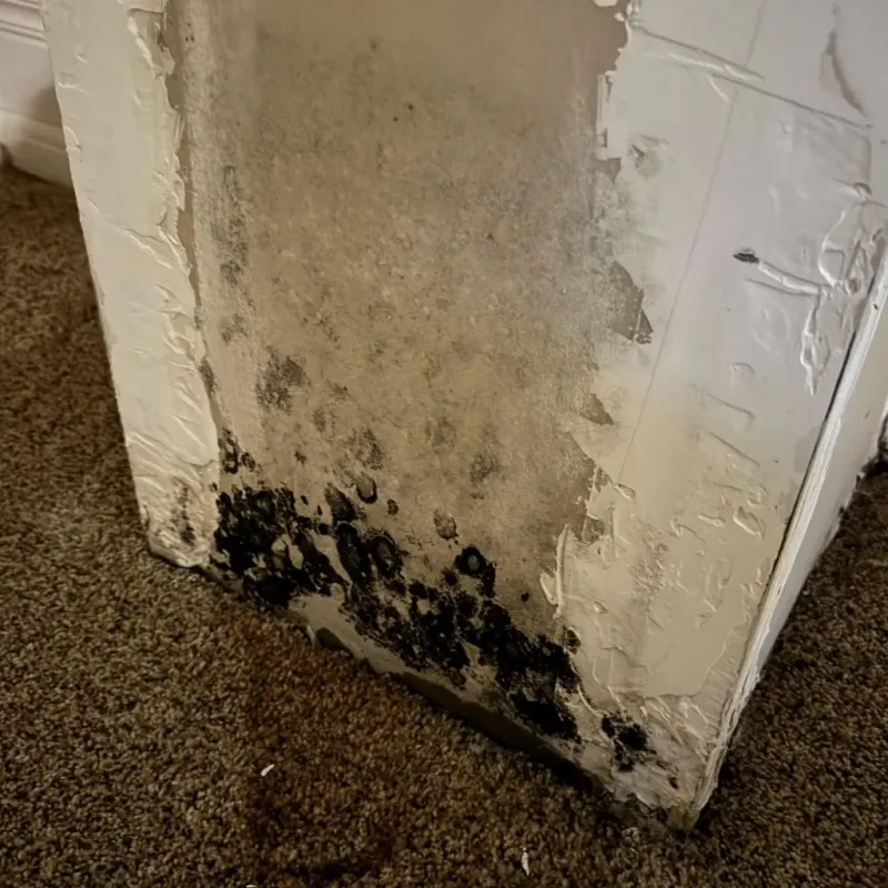 Professional Mold Removal in Erie, CO